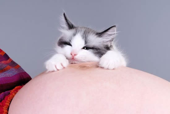 animali e gravidanza