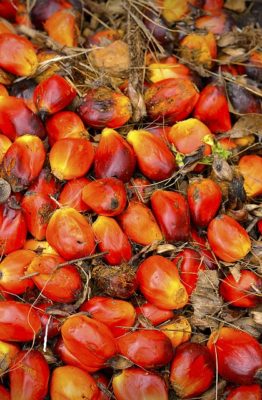 alimentazione e olio di palma